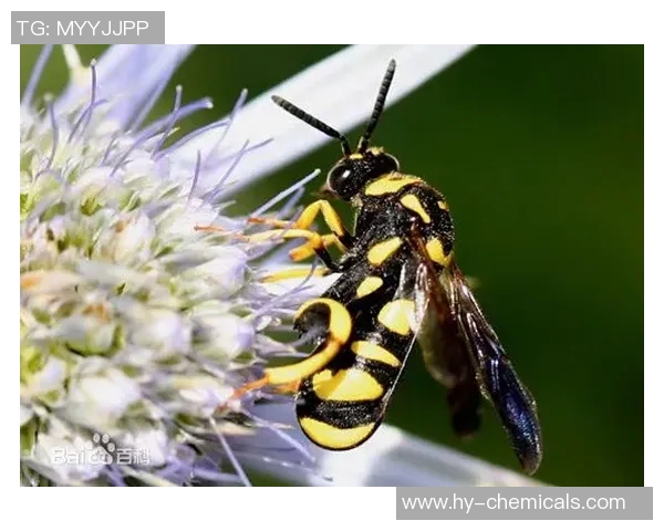 黄蜂的生态习性、社会结构与防治措施探讨